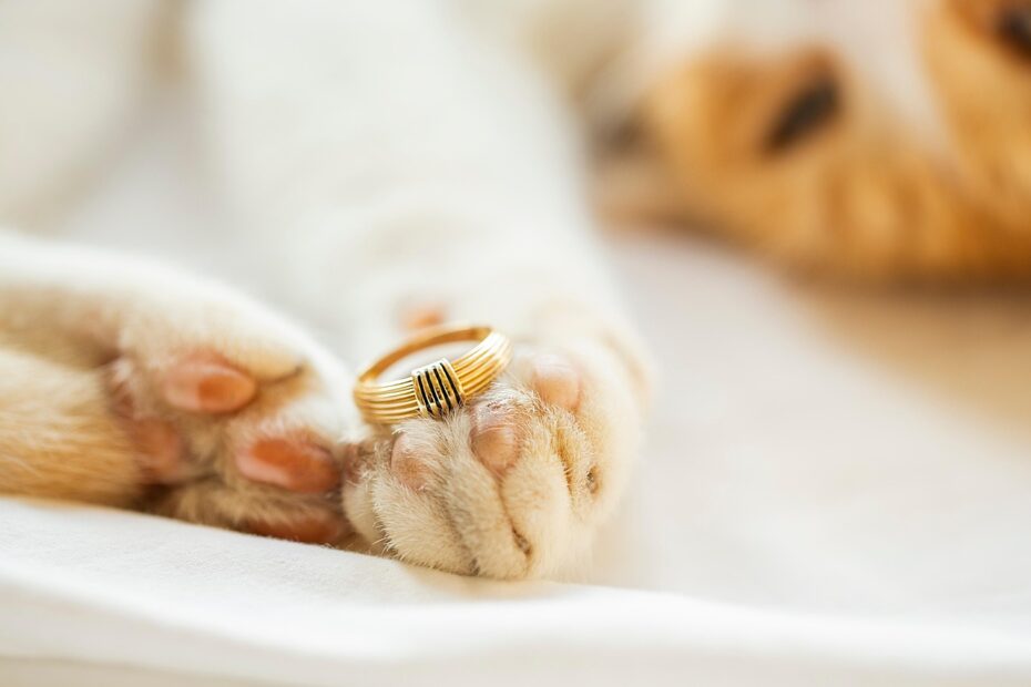 Eine Katze hält einen goldenen Ring mit einem gestreiften Design zwischen ihren Pfoten auf einem weißen Untergrund.